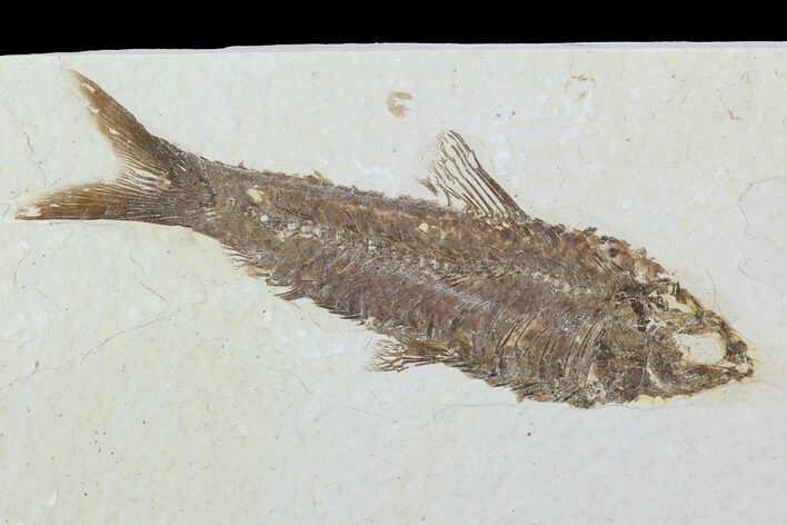 Detailed Fossil Fish (Knightia) - Wyoming #99409
